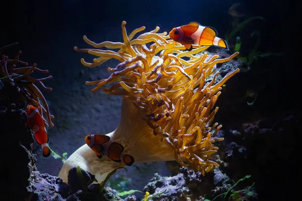 Bolla Aperta Punta Anemone Spostare Tentacoli Flusso Ocellaris Clownfish Silhouette — Foto Stock
