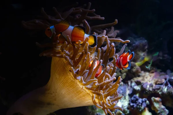 Bubbla Spets Anemon Flytta Tentakler Flödet Levande Sten Ocellaris Clownfish — Stockfoto