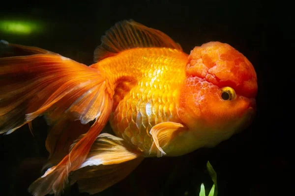 Curioso Gran Cola Oranda Goldfish Tienda Mascotas Amarillo Naranja Raza — Foto de Stock