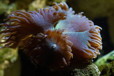 LPS Duncan mercanı, makro hayvan çekimi polipleri güçlü akıntıda hareket ettirir, LED akvaryumunda profesyonel akvaryumcu florasan, düşük mavi ışık, canlı kaya ekosistemi, nano resif deniz akvaryumu