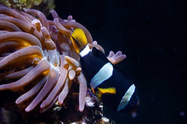 Clark's anemonefish swim at bubble tip anemone, huge fluorescent animal move tentacles in flow, hunt for food, live rock stone reef marine aquarium require professional experience, LED blue low light clipart