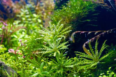 tatlı su iwagumi aquascape 'deki su bitkileri, Amano stili taş su işareti, parlak LED ışıkta canlı renkler, profesyonel akvaryum bakımı, sığ nokta, keşif ve araştırma konsepti