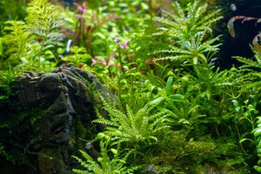 Amano style planted stone aquadesign green aquatic plants grow in freshwater iwagumi aquascape, vivid colors in bright LED light, professional aquarium care, shallow dof, explore and research concept