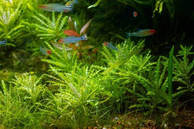 freshwater iwagumi aquascape plant detail, blyxa grow in gravel bottom, Amano style planted aquadesign, vivid colors in bright LED light, professional aquarium care, blurred rhodostomus fish shallow dof