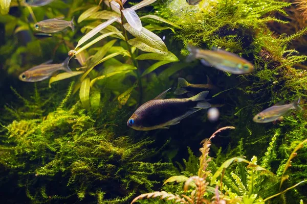blurred juvenile congo tetra fish and black emperor tetra in freshwater Amano style planted iwagumi aquascape, healthy colorful plants, vivid colors in bright LED light, professional aquarium care