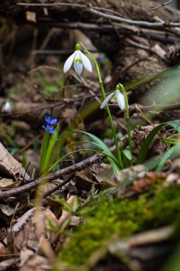 Forest thickets with common snowdrop bloom, fallen tree log, trunk and twigs, fallen leaves, seasonal pagan nature awakening concept, alpine squill blurred background header, wildlife ecotourism