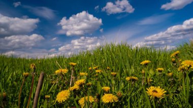 macro yellow flowers of common dandelion grow in bright green grass of boundless pasture, season farmland field, on deep blue spring sky, white cloud, soft sunshine, peace and freedom header