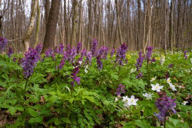 wood meadow covered with inflorescence of violet fumewort flower, possibly Corydalis solida, bright spring sunshine, bare tree trunks, forest thicket explore macro mood, blurred vegetation background