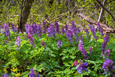 big inflorescence of violet fumewort flower grow in bright spring sunshine meadow, possibly Corydalis solida, pagan ritual herb, forest thicket explore macro mood, blurred vegetation background