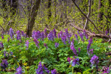 Menekşe buhar çiçeğinin büyük kızıllığı parlak bahar güneşli çayırlarda yetişir, muhtemelen Corydalis solida, pagan ayini otları, çevre keşfi makro ruh hali, bulanık bitki örtüsü