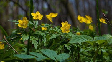 yellow buttercup anemone flower, fresh seasonal vegetation happy in deep blue sky sunshine, pagan nature awakening concept, forest meadow bottom, blurred tree trunk background, wildlife ecotourism