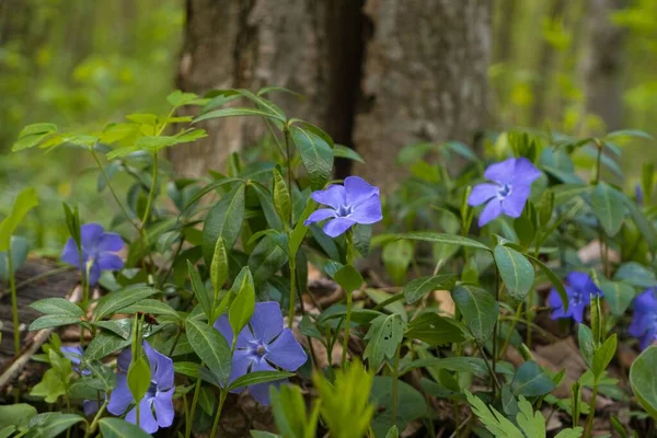 stock image common periwinkle subshrub blue flower, blur forest tree background, feeling wildlife and nature concept, peace and freedom, victory of life over death symbol, spring awakening ecotourism header