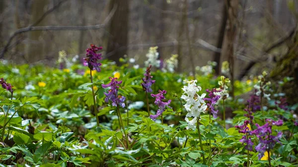 violet and white fumewort plants, possibly Corydalis solida, pagan ritual herb, bright spring sunshine meadow, romantic environment explore mood, blurred tree vegetation background, ecotourism concept