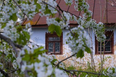 ancient clay country house detail, blurred sweet cherry branch in generous blossom enjoy spring sunshine, desolation and beauty awakening contrast, traditional folk architecture, history exploration