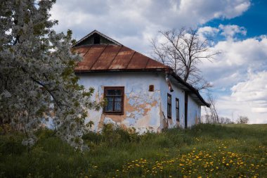 ancient clay country house, sweet cherry tree in blossom enjoy spring sun and cloud, dandelion bloom in grass yard, desolation and beauty awakening contrast, traditional folk architecture exploration