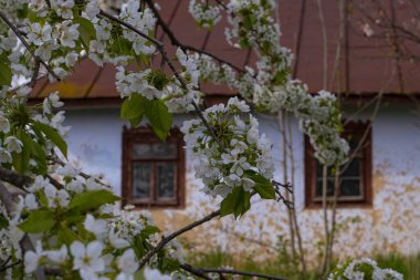 sweet cherry branch in generous blossom enjoy spring, frame blurred ancient clay country house detail, desolation and beauty awakening contrast, traditional folk architecture, history exploration