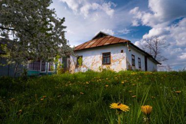 Çimenlikte taze karahindiba, bulanık çamurlu kır evi, çiçekte tatlı kiraz ağacı güneş ve bulutun keyfini çıkar, bahar doğası uyanışı, geleneksel halk mimarisi keşfi