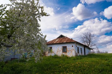 desolate ancient clay country house, sweet cherry tree in blossom enjoy spring sun and cloud, dandelion bloom in grass yard, and nature beauty awakening, traditional folk architecture exploration