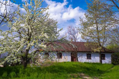 soviet era cosy clay country house facade, wall, roof and window, sweet cherry tree in generous blossom, desolation nostalgia mood, traditional folk architecture, rural tourism and history exploration