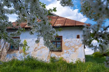 abandoned soviet era clay country house wall, roof and window, sweet cherry branch in generous blossom in spring sunshine yard, traditional folk architecture, rural tourism and history exploration