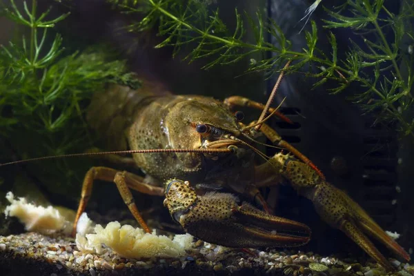 narrow-clawed crayfish eat dinner on sand substrate in planted biotope aquarium, wild caught domesticated freshwater species, highly adaptable invasive animal, hornwort debris design, dark background