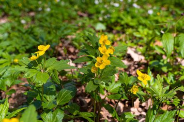 buttercup anemone inflorescence grow in spring sunshine, forest thickets meadow, pagan symbolic ritual herb, seasonal environment romantic macro mood, active rest explore, blurred bokeh background