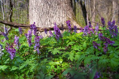violet fumewort flower inflorescence grow in spring sunshine meadow, possibly Corydalis solida, pagan ritual herb, environment explore romantic macro mood, blurred tree trunk vegetation background