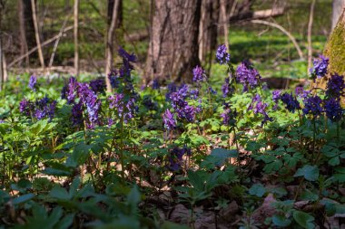 violet fumewort flower inflorescence grow in spring sunshine meadow, possibly Corydalis solida, pagan ritual herb, environment explore romantic macro mood, dark blurred tree trunk foreground