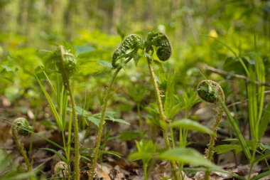 fern frond sprouts in spring sun on bright backlight, natural forest bokeh blurred background, phytomedicine pagan religion and belief herb, nature wonder explore ecotourism concept