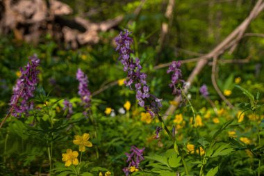 violet fumewort and yellow anemone flower in dark forest thicket, light and shadow play, phytomedicine pagan belief herb, fallen tree trunk bright messy background, spring awakening ecotourism concept