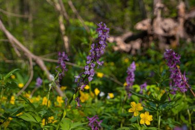 violet fumewort and yellow anemone plant in dark forest thicket, light and shadow play, phytomedicine pagan belief herb, fallen tree trunk bright messy background, spring awakening ecotourism concept