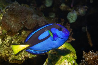 royal blue tang with yellow tail fluorescent color, mushroom coral live rock hardscape, reef marine aquarium, pet require professional aquarist care, LED light, shallow dof blurred background