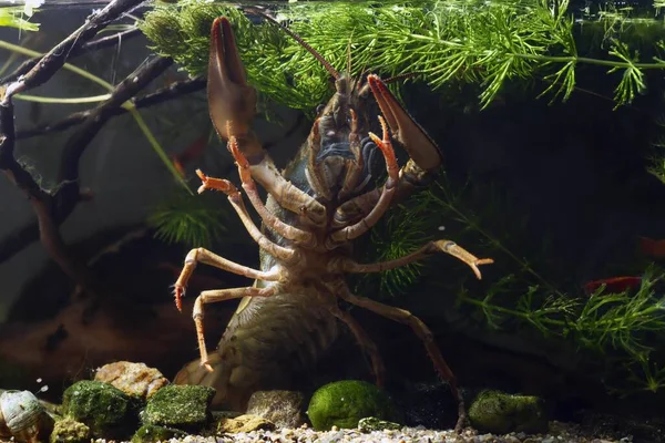 narrow-clawed crayfish belly and claws in defending pose, gravel substrate, planted biotope aquarium, wild caught freshwater species, highly adaptable invasive predator, shallow dof dark background