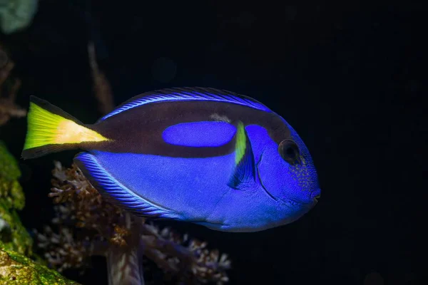 royal blue tang with yellow tail side view at front glass, live rock hardscape, natural behaviour in coral reef marine aquarium, pet require professional aquarist care, LED light, blurred background