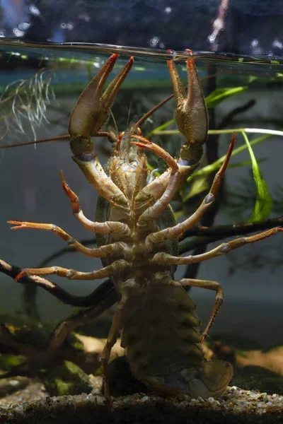 narrow-clawed crayfish climb on front glass, show bottom and tail on sand gravel, hornwort planted biotope aquarium, wild caught captive freshwater species, adaptable invasive animal, dark background