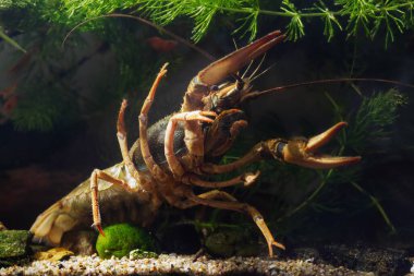 Tuna balığı dişi büyük pençeli tehdit pozu, boynuzlu bitki örtüsü soğuk su biyo-su akvaryumu, son derece uyumlu evcilleştirilmiş türler, istilacı tatlı su sakini, düzensiz tasarım.