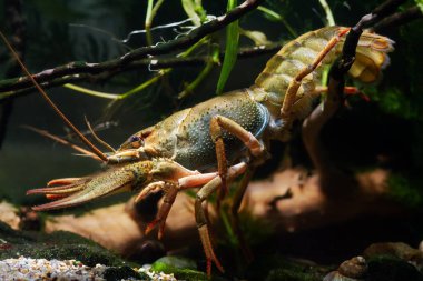 Tuna kereviti dişisi, ekili soğuk su biyo-akvaryumunda dal üzerinde dinleniyor, yabani hayvan, son derece adapte edilebilir türler, büyük pençeli istilacı tatlı su nehri sakini, yaprak kirliliği tasarımı bozukluğu