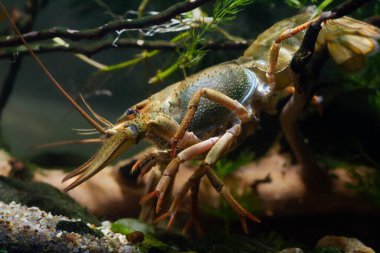 Tuna kereviti dişi kerevit, ekili soğuk su biyo-akvaryumu, vahşi yakalanmış son derece uyumlu türler, istilacı tatlı su nehri sakini, yaprak kirliliği tasarımı.