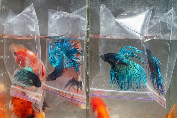 big blue tail breed of adult betta fish show aggression in plastic pouch, artificial aqua trade breed of wild ornamental species, easy to keep for beginner, commercial stand showcase, aquarium market