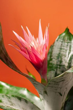 Çiçek saksısı akçaağaç yaprağı, kilden yapılmış büyük pembe dekoratif çiçek, egzotik bahçe işleri, bitki konsepti sevgisi, minimal tasarım stüdyo fotoshoot, renkli serbest alan arkaplan