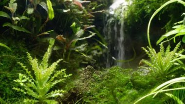 sağlıklı yeşil su bitkisi oksijen kabarcıkları, lav taşı ve kum şelalesi, iwagumi Amano stili flora aquascape tasarımı, düşük LED ışığı, deneyimli akvaryum tatlı su hobisi