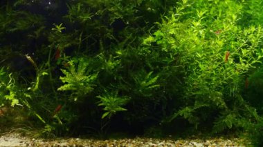 sağlıklı yeşil su bitkisi, kırmızı kiraz neocaridina karidesi temiz inci ot dalları, iwagumi aquascape alt çakıl tasarımı, düşük LED ışık stili, deneyimli akvaryum tatlı su akvaryumu