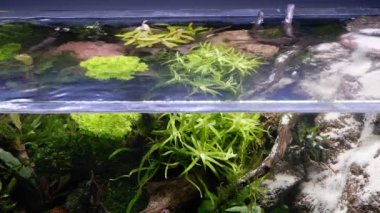 Lav taşı ve kum şelalesinin ayrı manzarası, sağlıklı su bitkisi oksijen kabarcıkları, iwagumi Amano tarzı flora tasarımı, düşük LED ışığı, tatlı su akvaryumu hobisi