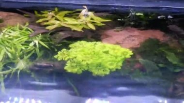 Lav taşı ve kum şelalesinin en üst görüntüsü, sağlıklı su bitkisi, yüzeyde ışık dalgaları, iwagumi Amano tarzı flora tasarımı, LED ışığı, tatlı su akvaryumu hobisi
