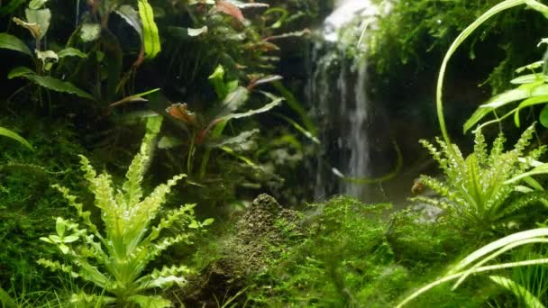 Sağlıklı Yeşil Bitkisi Oksijen Kabarcıkları Lav Taşı Kum Şelalesi Iwagumi — Stok video