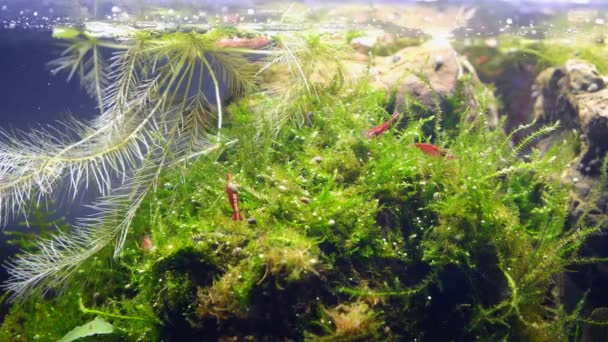 红樱桃虾干净的爪哇苔藓 漂浮的水生植物根在荷兰天野式水景中 草本细述了明亮Led灯光下植被的氧合气泡 玻璃折射效果 — 图库视频影像