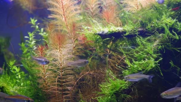 水景细部 茂密的热带水生植物 活跃的模糊的刚果幼鱼自然行为 低Led灯光下天野式的自然种植设计 经验丰富的水族馆 — 图库视频影像