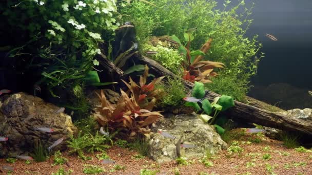 石材和漂流木水景 健康的水生植物产生气泡 鱼群的芦荟鼻孔在伊瓦米 阿马诺风格的植物设计细节 明亮的Led灯 专业的水族馆业余爱好 — 图库视频影像