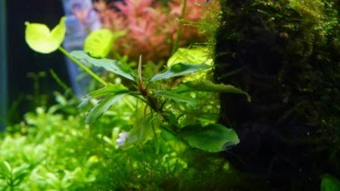 Bucephalandra sp bitki yaprağı ve tomurcuğu, java yosunlu oksijenli hava kabarcıkları ekili iwagumi Amano tarzı tatlı su kuyusu, parlak LED ışığı, suda yaşayan ekosistem profesyonel bakım, cam kırılma etkisi