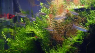 Bulanık evcil hayvan Kongo tetra balığı doğal davranışı, ryoboku aquascape detayı, yemyeşil tropikal su bitkileri ve kırmızı kiraz karidesi, Amano stili düşük LED ışığı, profesyonel akvaryum içine doğa tasarımı ekti